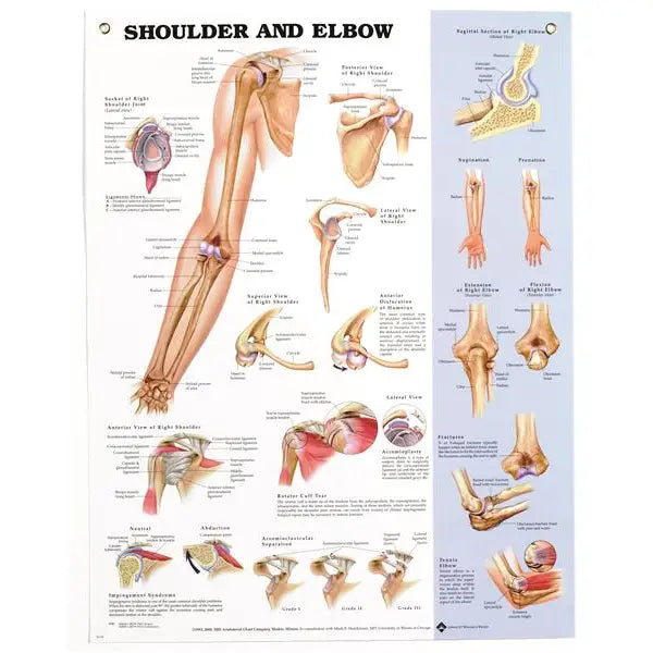 Anatomical Chart, Shoulder & Elbow