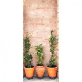 BetterLiving Door Murals - Australian Assistive Technology Centre