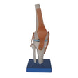 Anatomy Models - Australian Assistive Technology Centre