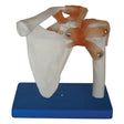 Anatomy Models - Australian Assistive Technology Centre